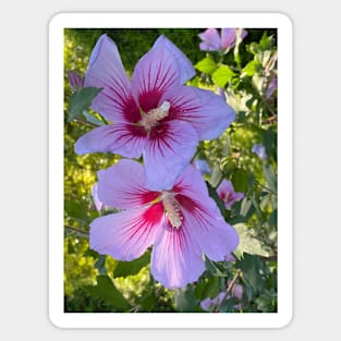 Hibiscus 2 Sticker